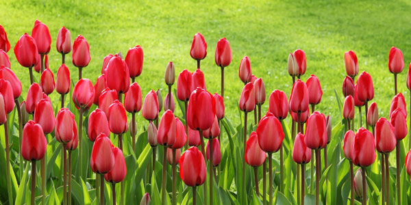 Grow your profit with a flower bulb fundraiser.